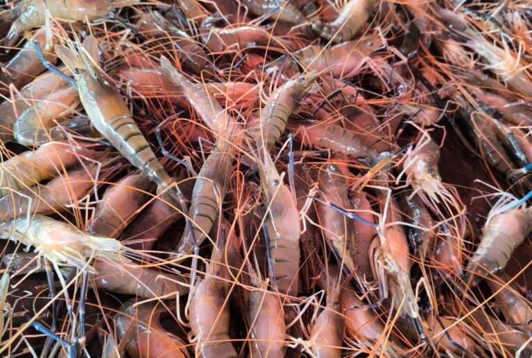 Professional diagnostic support to identify symptoms and provide targeted treatment plans for farmers facing health crises in their ponds.