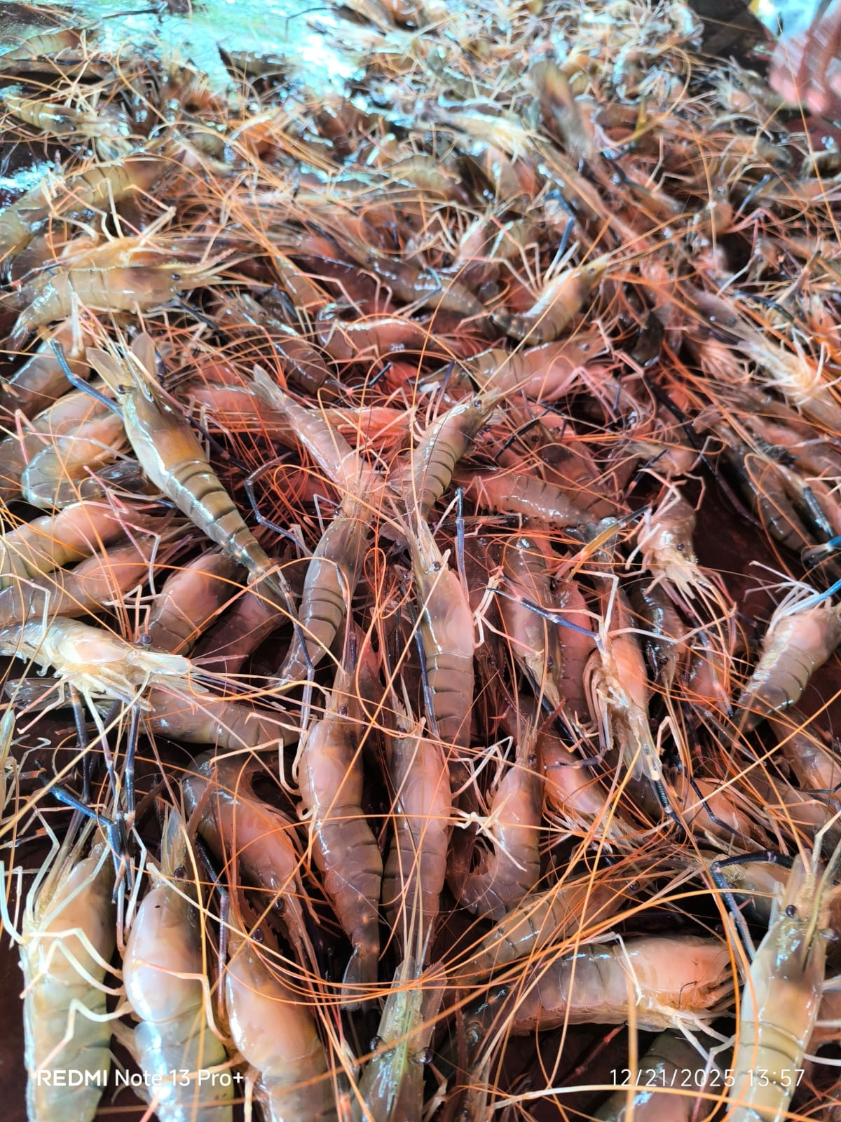 Professional diagnostic support to identify symptoms and provide targeted treatment plans for farmers facing health crises in their ponds.